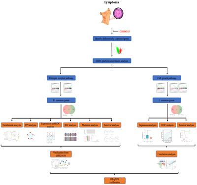 Role of estrogen receptor signaling pathway-related genes in diffuse large B-cell lymphoma and identification of key targets via integrated bioinformatics analysis and experimental validation